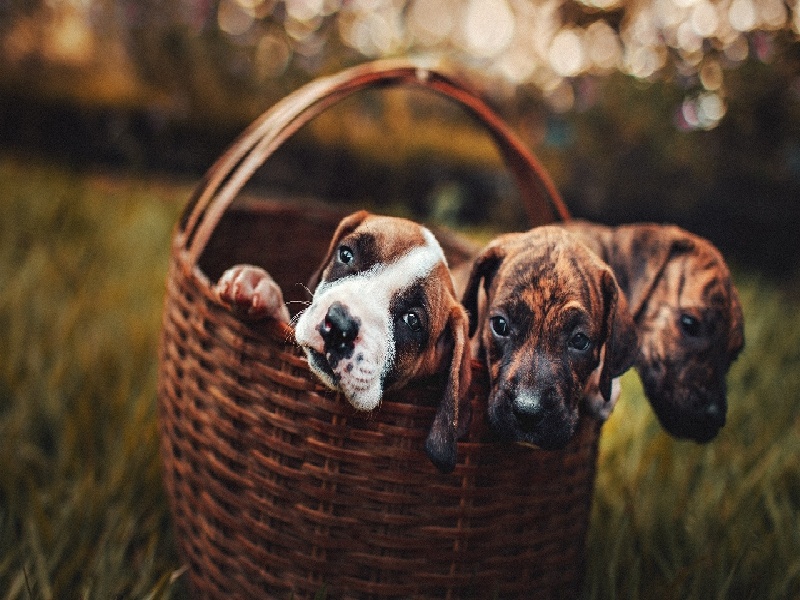 试管丰台区（几月做试管合适）